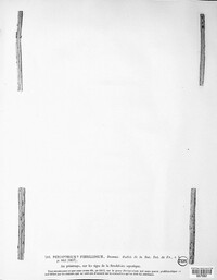Perisporium fibrillosum image